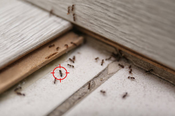 Best Local Pest Control Services  in Oakes, ND